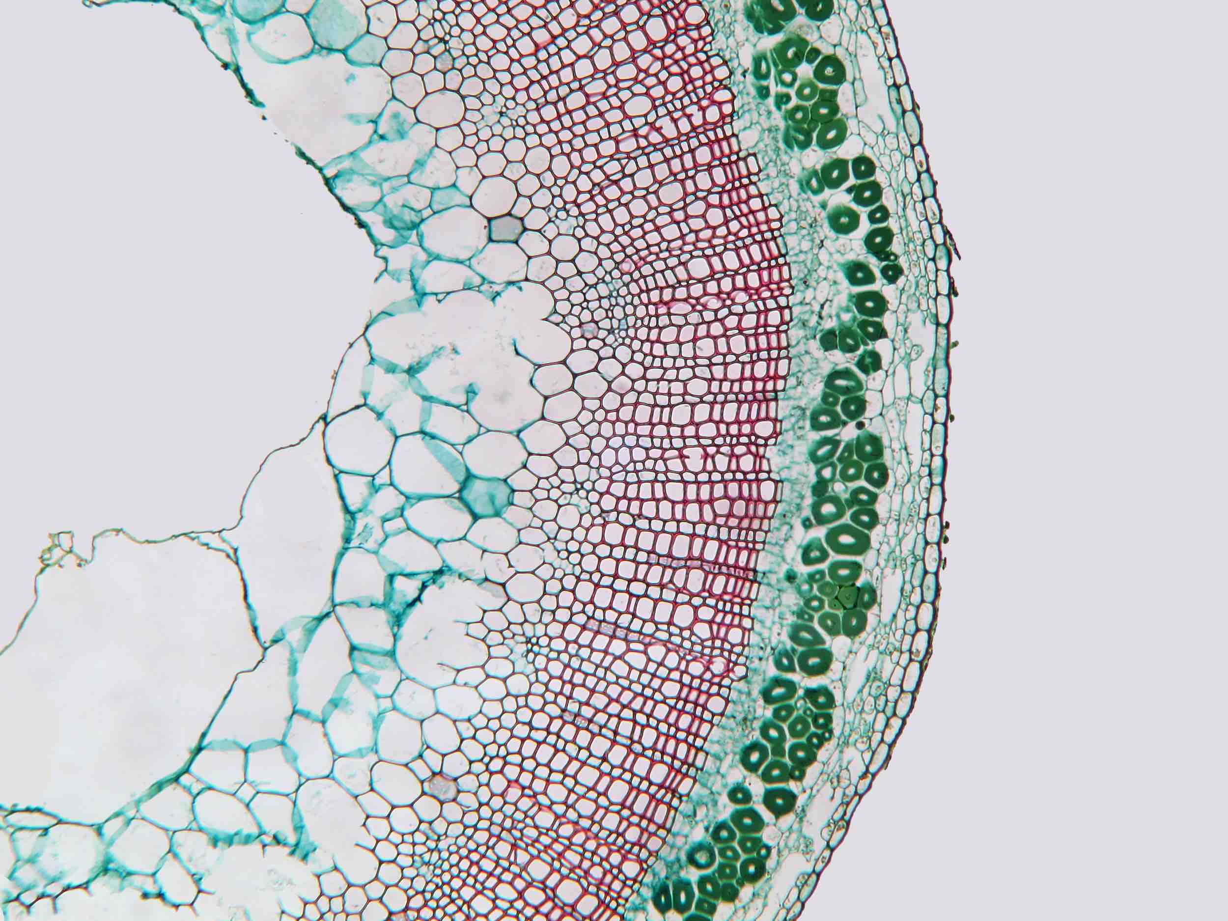 Image of flax microbiome crossection.
